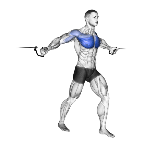 Cable Crossover Starting Motion