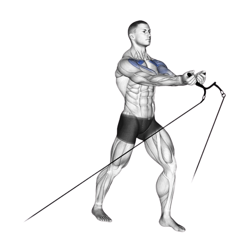 Low Cable Crossover Ending Motion